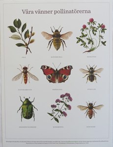 Affisch - Våra vänner pollinatörerna