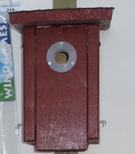 Holk - Småfågel